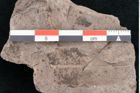Foto (Detailansicht) von Cassia pseudophaseolites Ettingshausen (NHMW-GEO-2024-0188-10193)